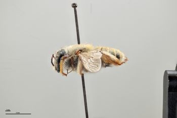 Media type: image;   Entomology 16249 Aspect: habitus lateral view
